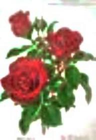Rose R&uuml;bezahl Quelle Rosenzeitung 1920