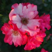 Rose Sadler`s Wells, Foto Vierl&auml;nder Rosenhof