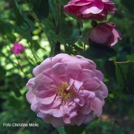 Rose Sarah van Fleet Foto Christine  Meile
