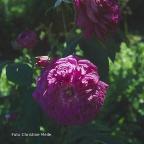 Rose Seguier Foto Chrstine Meile