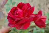 Rose Senegal Foto Vierl&auml;nder Rosenhof