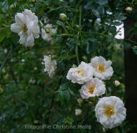 Rose Snowflake (Cant) Foto Christine  Meile