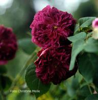 Rose Souvenir d`Alphonse Lavalle Foto Christine Meile