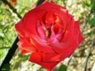 Rose Souvenir de Claudius Denoyel Foto Vierl&auml;nder Rosenhof