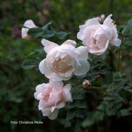 Rose Staffa Foto Christine Meile