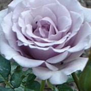 Rose Sterling Silver Foto Vierl&auml;nder Rosenhof