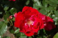 Rose Saarbr&uuml;cken Foto Wikipedia