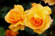 Rose Sahara Foto R&ouml;sch