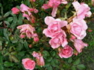 Rose Sch&ouml;ne Dortmunderin Foto Brandt