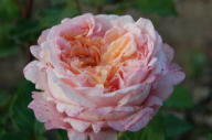Rose Sch&ouml;ne Erfurterin Foto Vierl&auml;nder Rosenhof