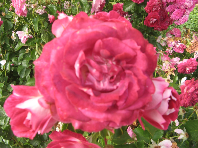 Rose Sch&ouml;ne Pf&auml;lzerin Foto Brandt