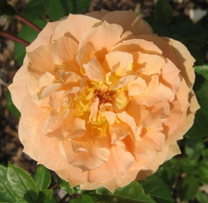 Rose Sch&ouml;ne vom See Foto Brandt
