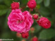 Rose Sch&ouml;ne von Holstein Foto Rusch