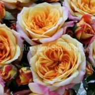 Rose Sch&ouml;ne Westerw&auml;lderin Foto Schultheis