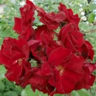 Rose Schwarzer Samt Foto Vierl&auml;nder Rosenhofl