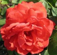 Rose Schwarzwaldm&auml;del Foto Brandt