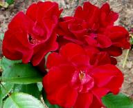 Rose Schweizer Gruss Foto R&ouml;sch