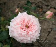 Rose Schwesterchen Foto Christine  Meile