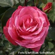 Rose Sebastian Schultheis Foto Rosenhof Schultheis