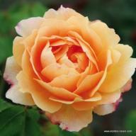 Rose Sonnenwelt Foto Kordes