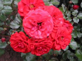 Rose Sp&auml;th`s Jubil&auml;um Foto Brandt