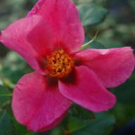 Rose Spirit of Hex Foto Vierl&auml;nder Rosenhof