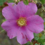 Rosa stellata mirifica Foto Vierl&auml;nder Rosenhof