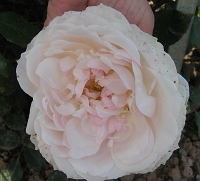Rose Stephanie Baronin zu Guttenberg Foto Brandt