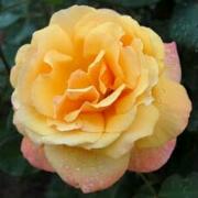 Rose Tahitian Sunset Foto Vierl&auml;nder Rosenhof