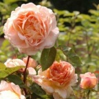 Rose Tamora Foto Vierl&auml;nder Rosenhof