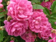 Rose Taunusbl&uuml;mchen Foto Maria Mail-Brandt