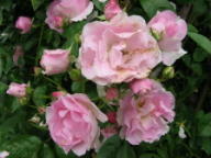 Rose Tausendsch&ouml;n Foto Brandt