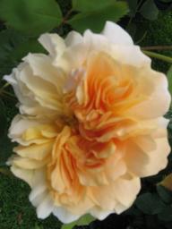 Rose Tea Clipper Foto Brandt