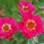The Merrion Rose Foto Vierl&auml;nder Rosenhof