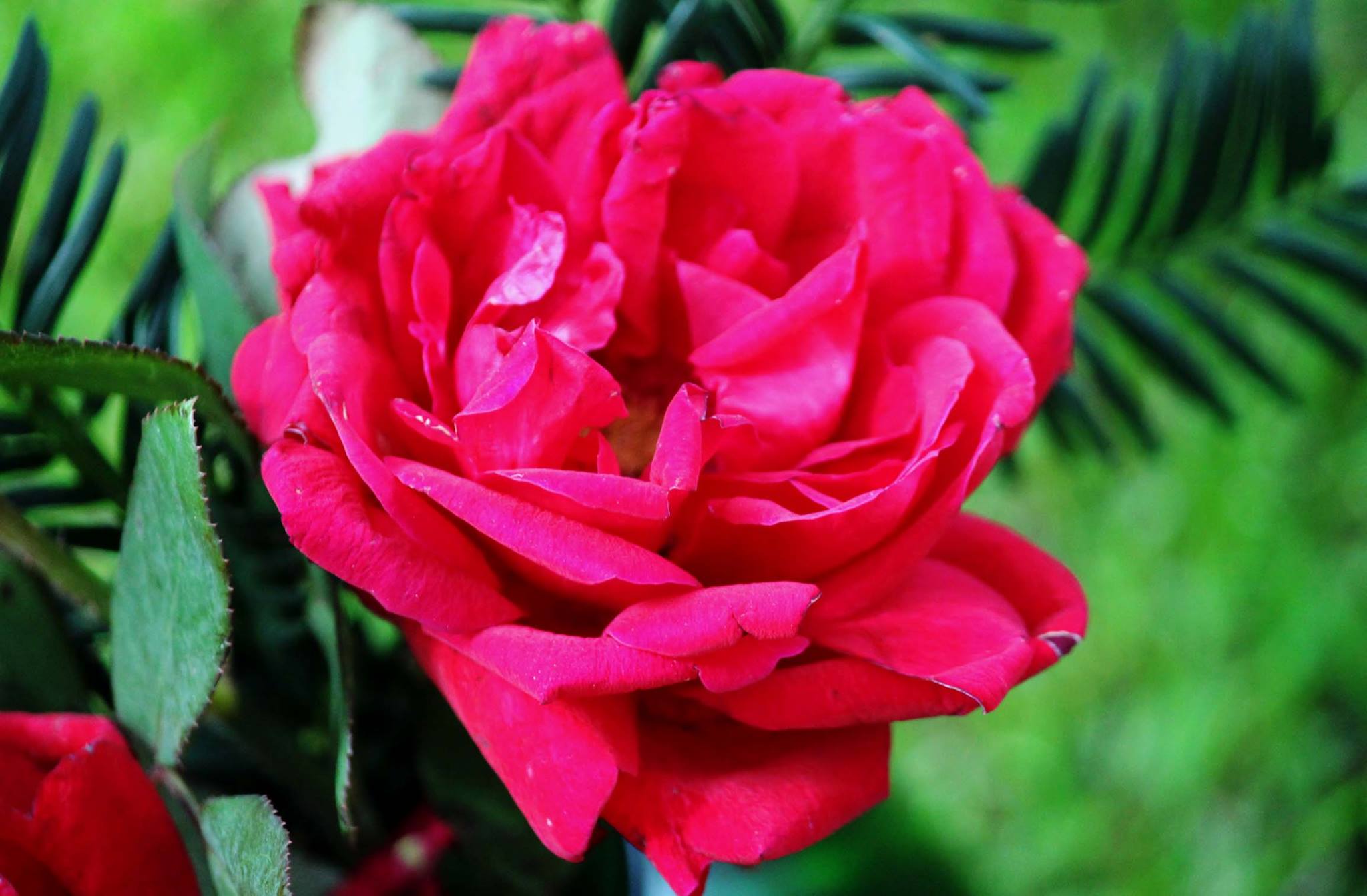 Rose The Squire Foto R&ouml;sch