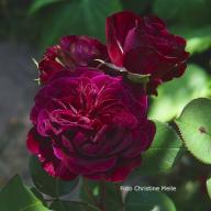 Rose Tradescant Foto Christine Meile