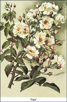 Rose Trier gemalt von Lena Schmidt Michel