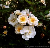 Rose Trier Foto Christine Meile
