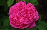 Rose Trimphe de France Foto R&ouml;sch
