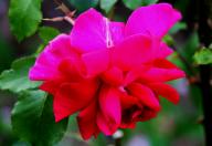Rose Triomphe des Noisettes Foto R&ouml;sch