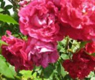 Rose Trompeter von S&auml;ckingen Foto Brandt