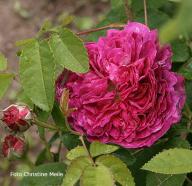 Rose Van Artevelde Foto Christine Meile