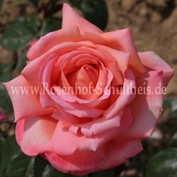 Rose Vedette Foto Schultheis