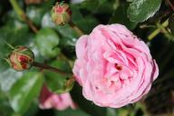Rose Victor von Medem Foto R&ouml;sch
