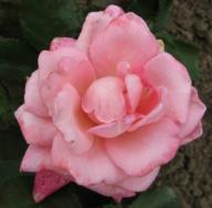 Rose Vierl&auml;nderin Foto Brandt