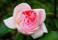 Rose Voyage Foto R&ouml;sch