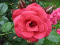 Rose Walter Rieger Foto Mail-Brandt