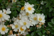 Rose Wei&szlig;e Immensee Foto Wikipedia