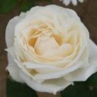 Rose Wei&szlig;er Engel Foto Schultheis