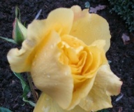 Rose Western Sun Foto Brandt